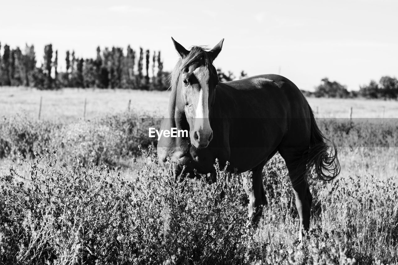 HORSE STANDING ON FIELD