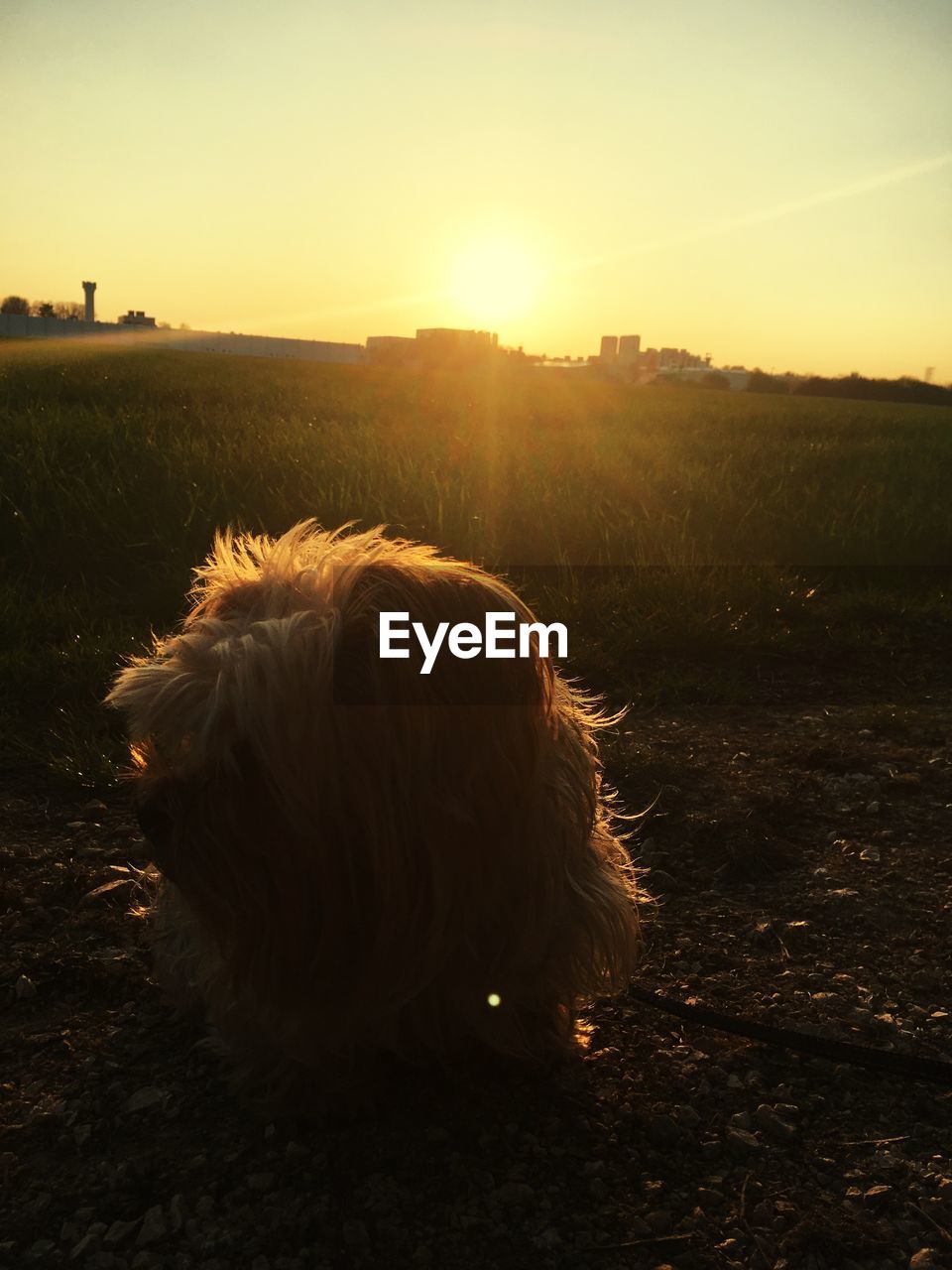 DOG SITTING ON FIELD DURING SUNSET