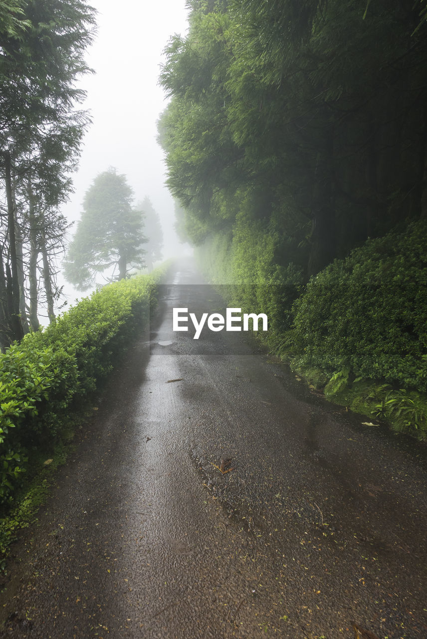 EMPTY ROAD IN FOREST