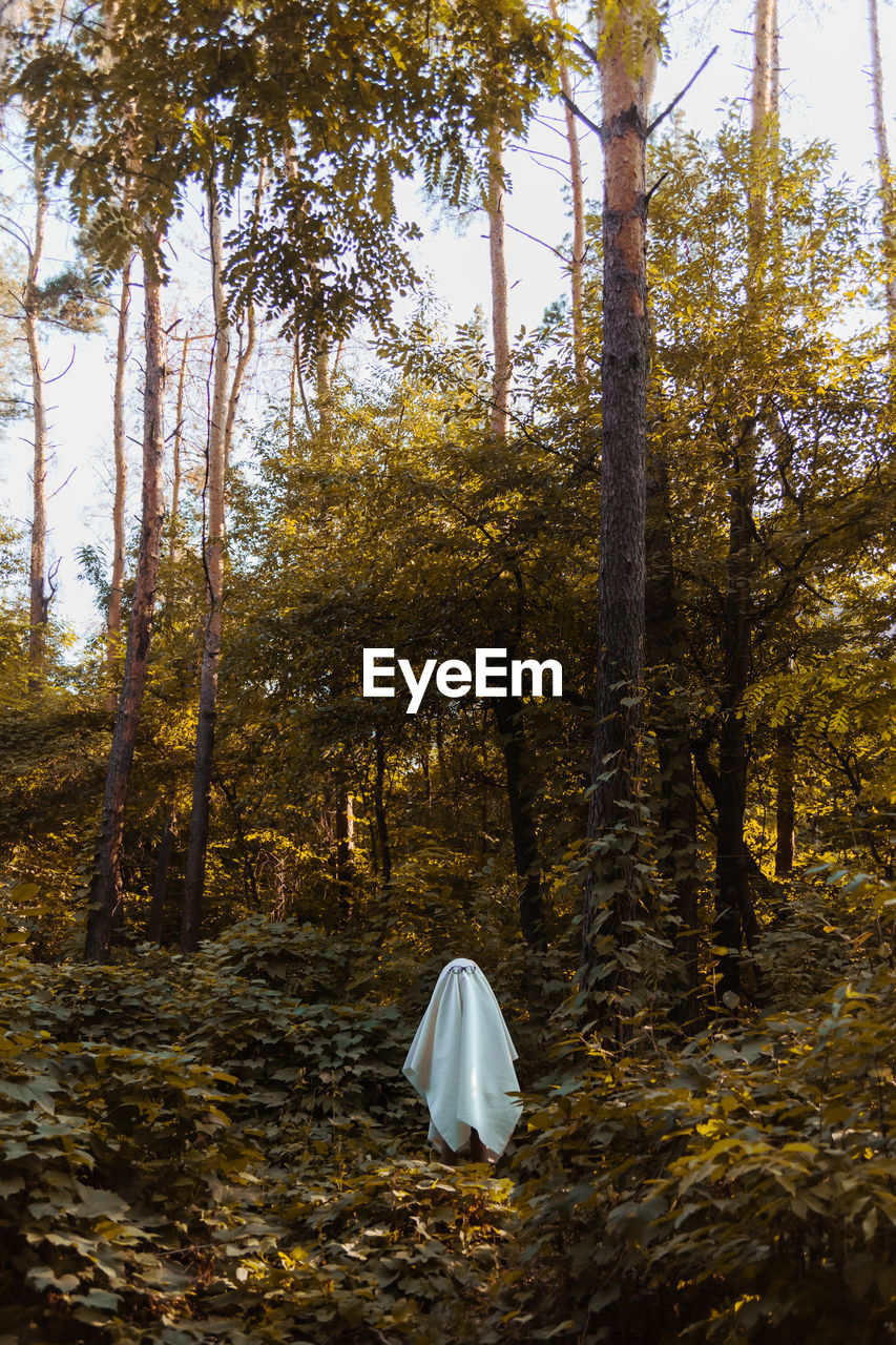 VIEW OF TREES IN THE FOREST