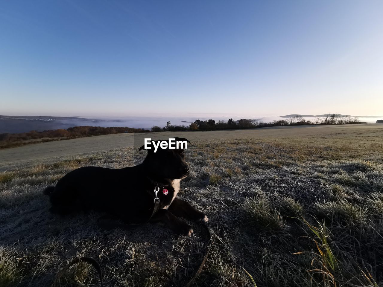 BLACK DOG STANDING ON FIELD