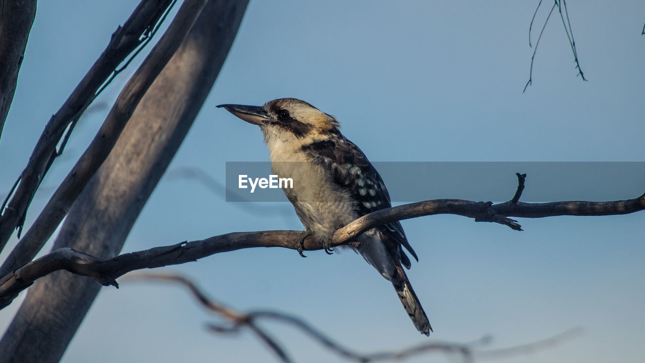Low angle view of kookaburra perching on branch against sky