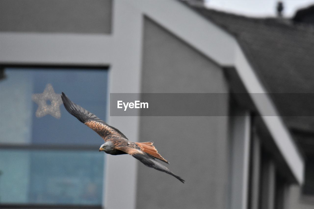 Low angle view of red kite flying against building