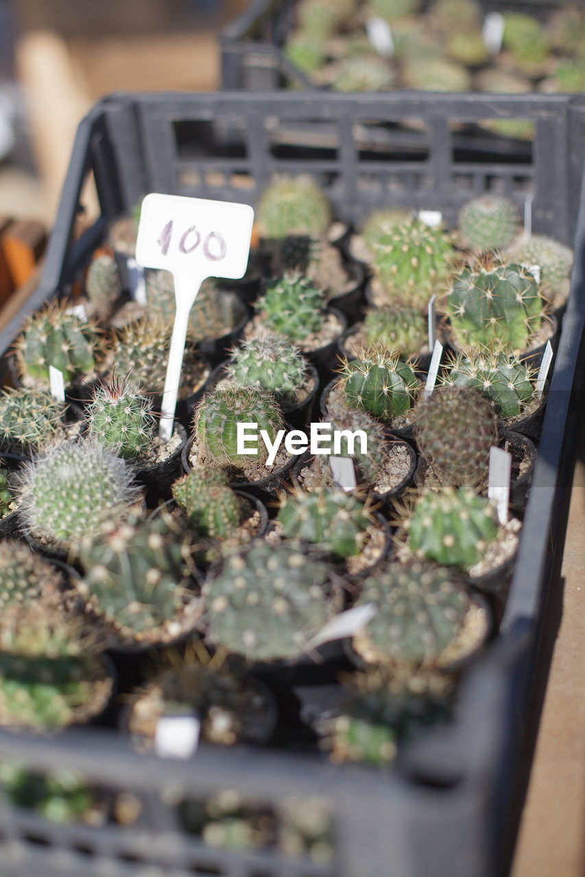 CLOSE-UP OF SUCCULENT PLANTS IN CITY