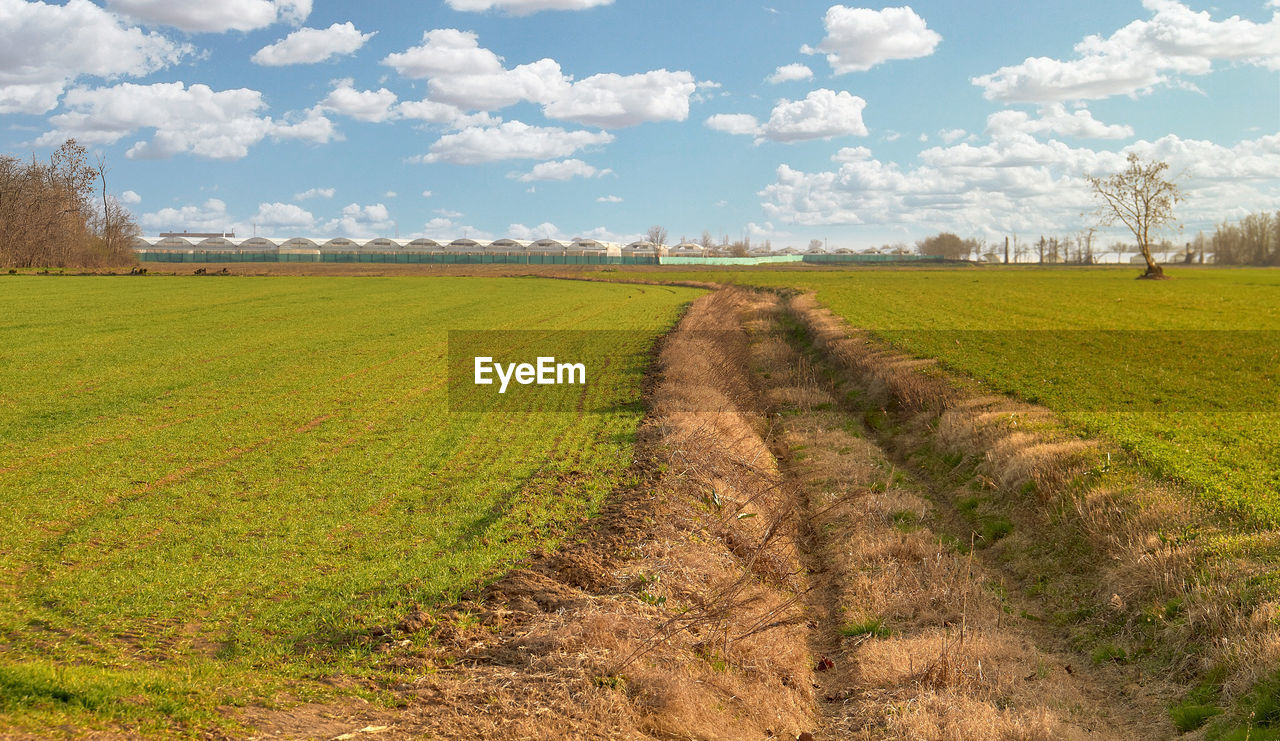 Scenic view of agricultural field against sky