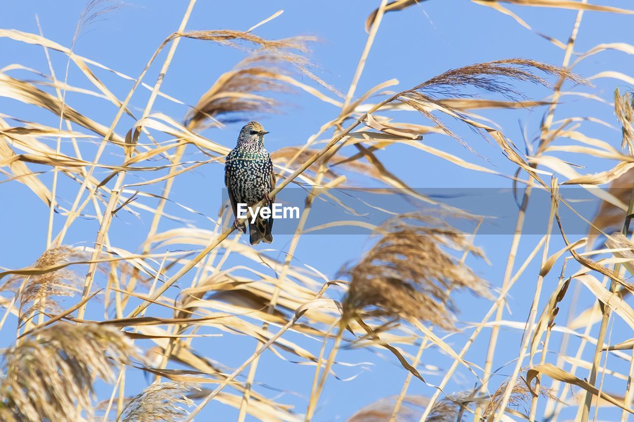 LOW ANGLE VIEW OF BIRD PERCHING ON PLANT