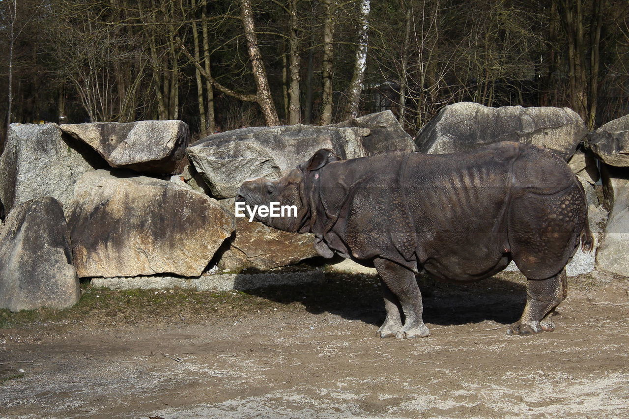 Full length of rhinoceros standing at zoo