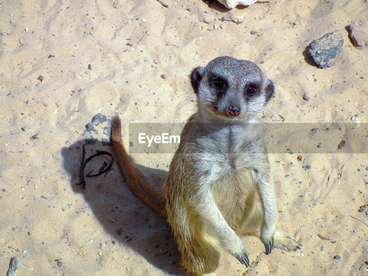 Portrait of meerkat sitting on sand at beach