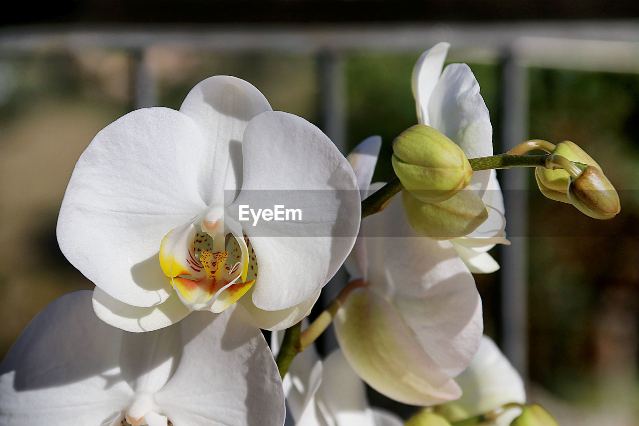 Close-up of white orchids