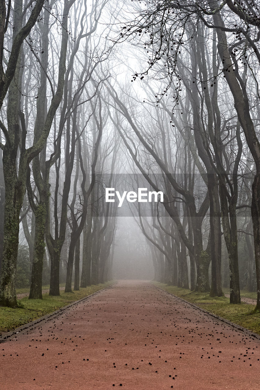 Street amidst bare trees in foggy weather