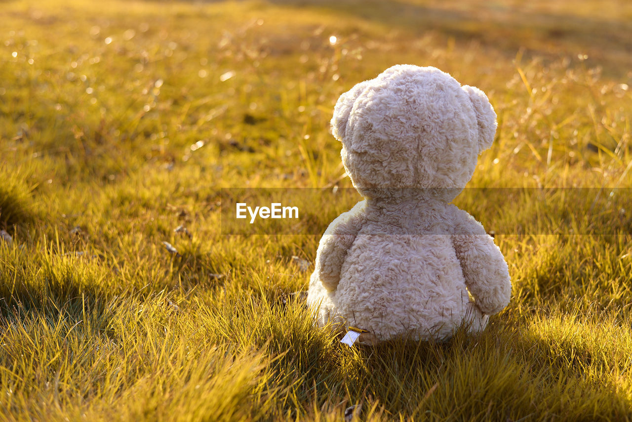 CLOSE-UP OF BABY GIRL IN GRASS