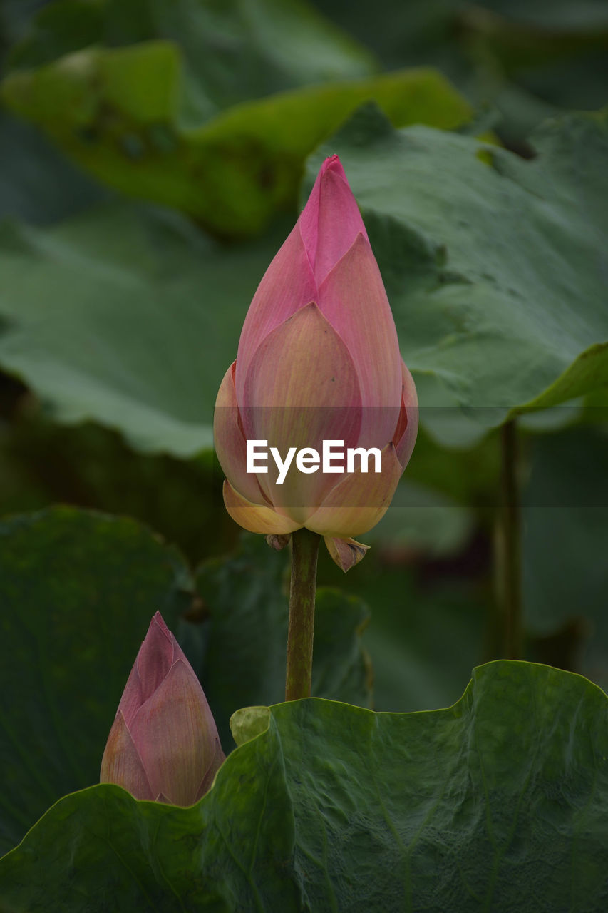 CLOSE-UP OF PINK LOTUS WATER LILY IN GARDEN