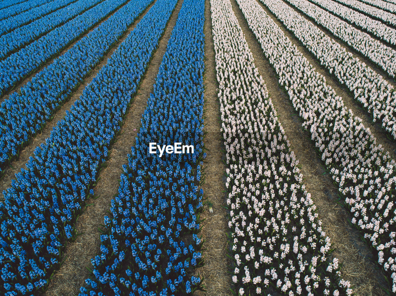 Aerial view of hyacinth flowers field 