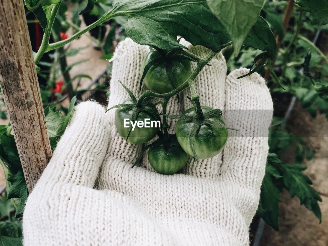 Cropped hand wearing gloves holding eggplants at farm