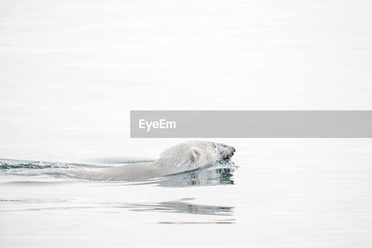 High angle view of polar bear swimming in sea