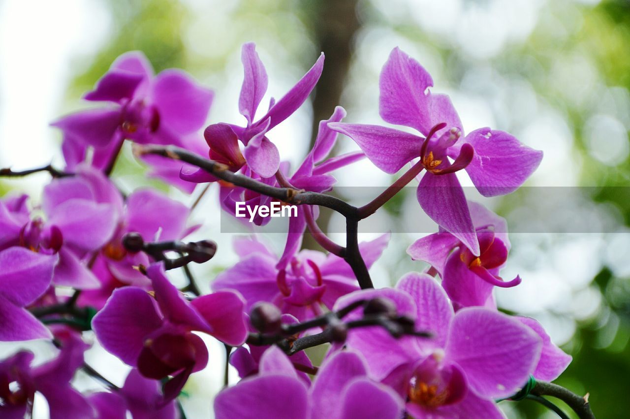 Close-up of orchids blooming in park