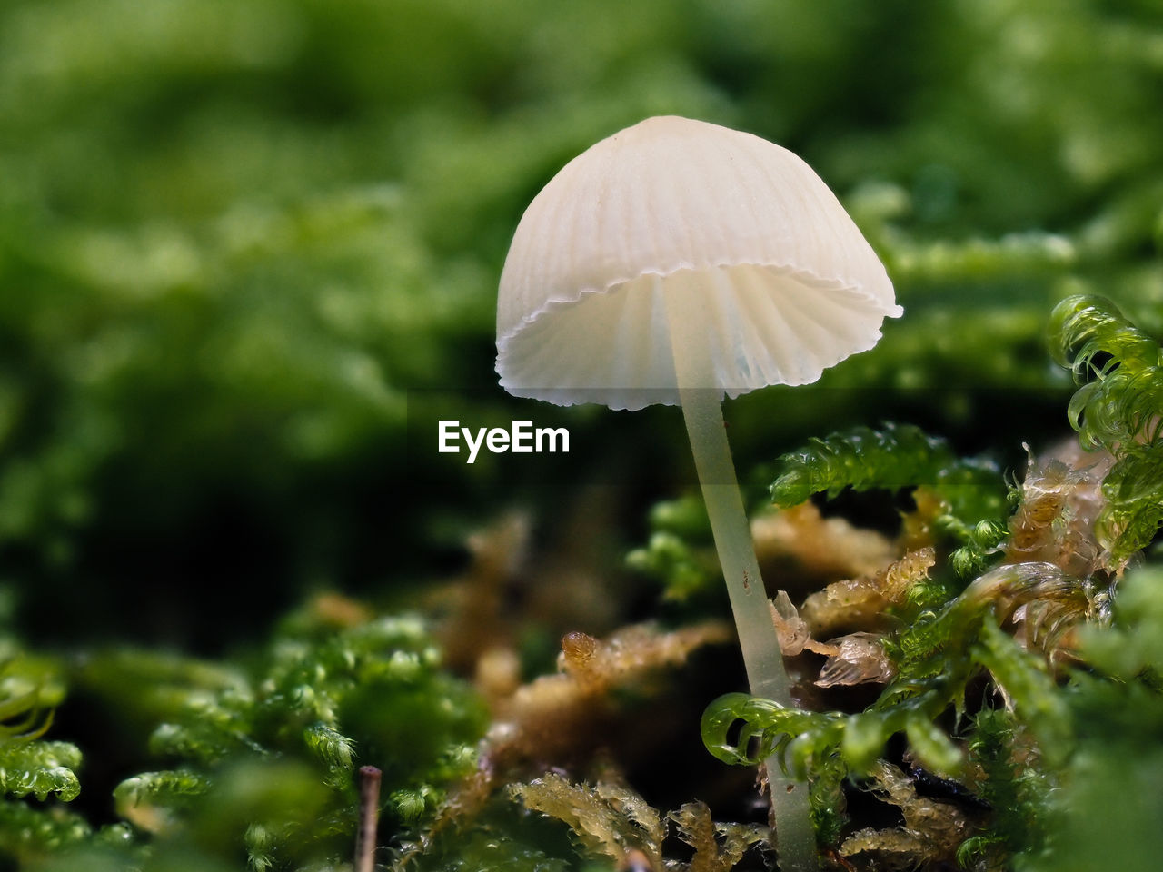 CLOSE-UP OF MUSHROOM GROWING IN PLANT