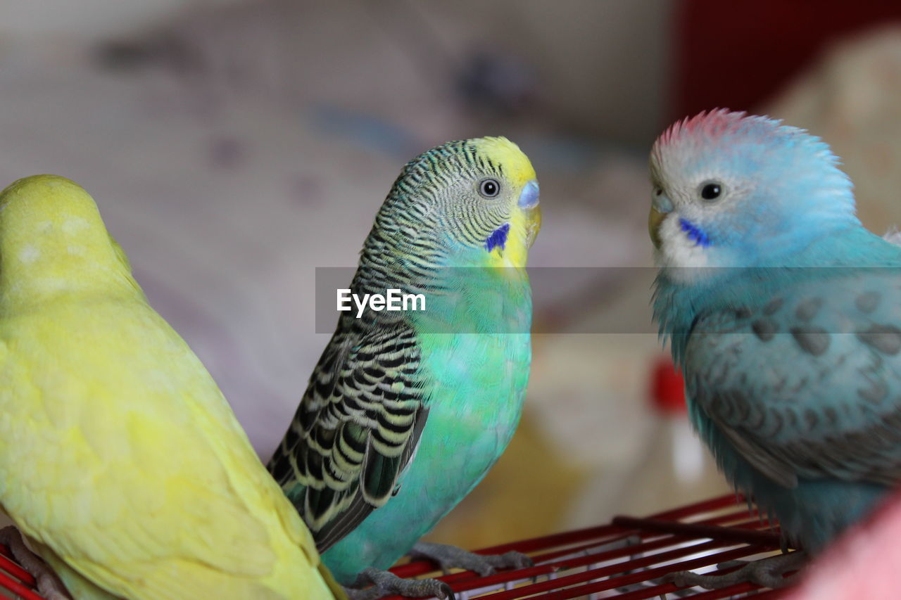 Close-up of parrot