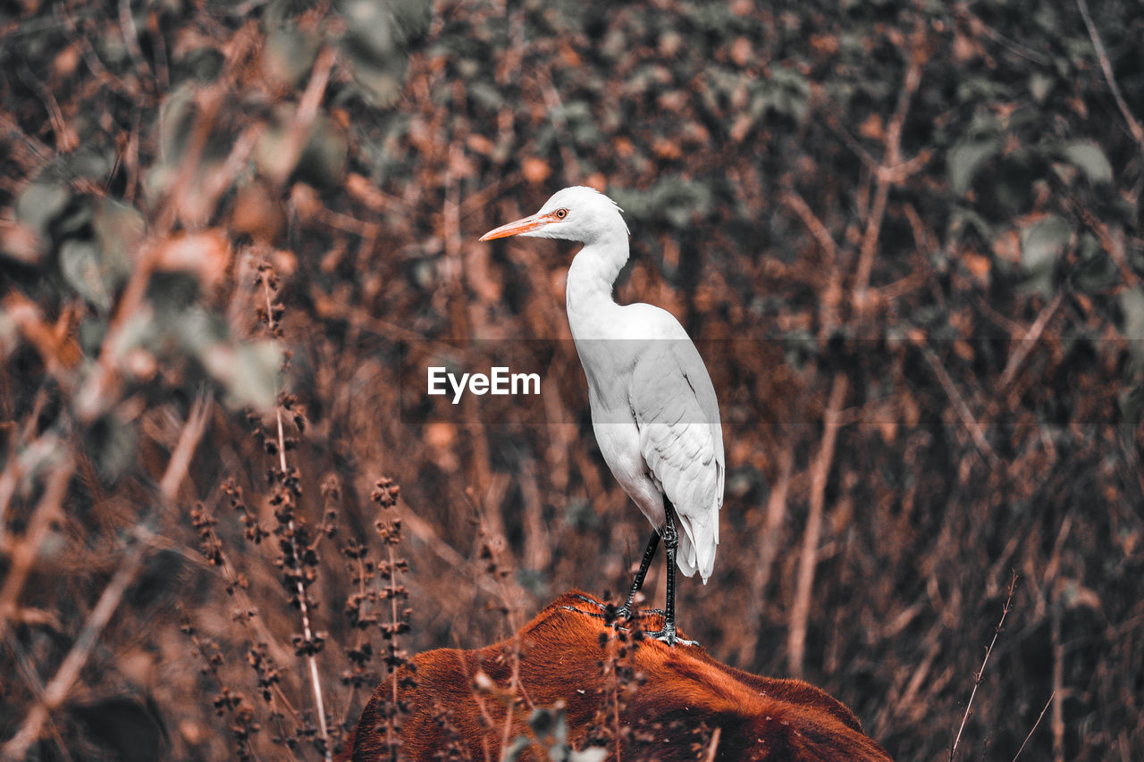 Close-up of egret in forest