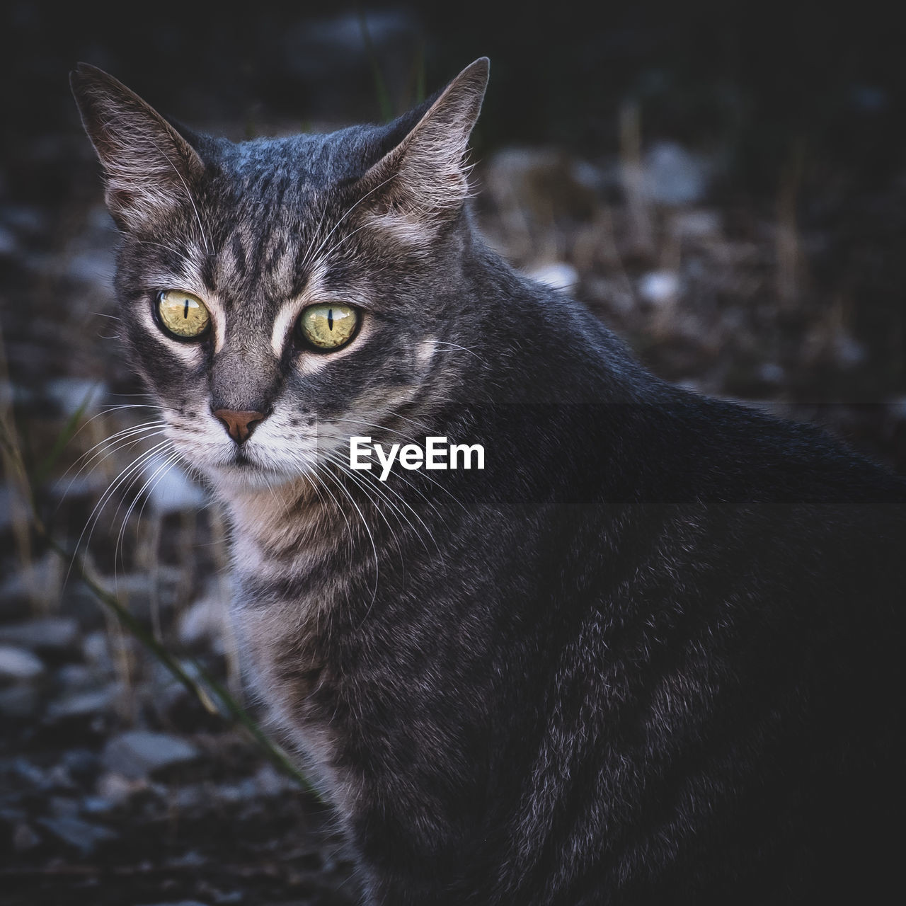 animal, animal themes, cat, pet, mammal, one animal, domestic cat, domestic animals, feline, whiskers, portrait, small to medium-sized cats, felidae, looking at camera, no people, wild cat, carnivore, black, animal body part, close-up, focus on foreground, eye, looking