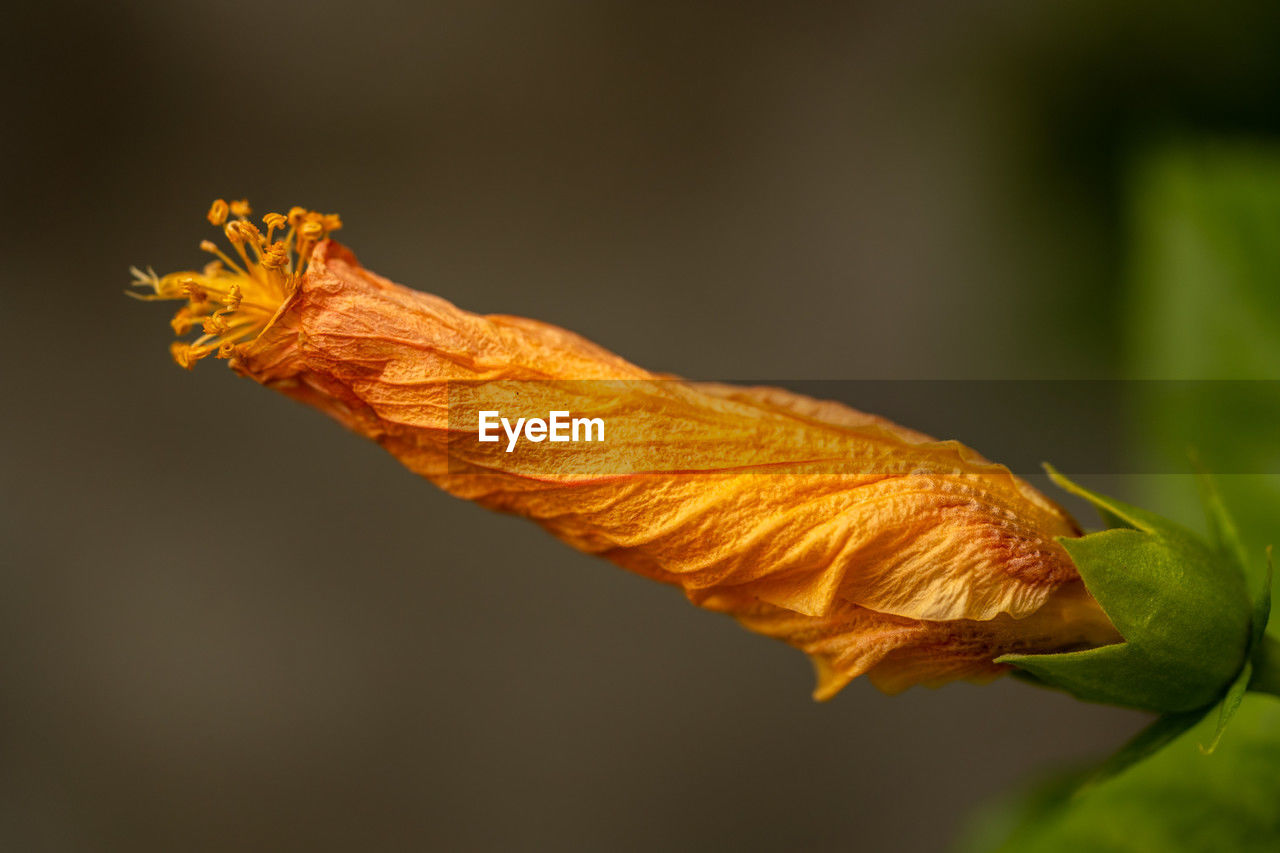 yellow, leaf, macro photography, flower, close-up, nature, plant, plant part, animal themes, plant stem, no people, orange color, animal, beauty in nature, one animal, animal wildlife, focus on foreground, outdoors, fragility, petal, insect, autumn, branch, green, wildlife