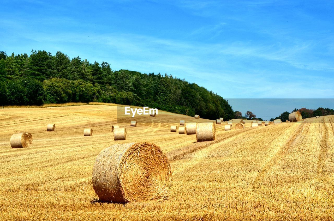 Landscape view of haybales