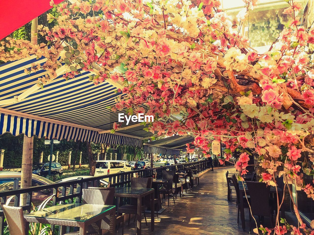 VIEW OF RED FLOWERS ON TREE