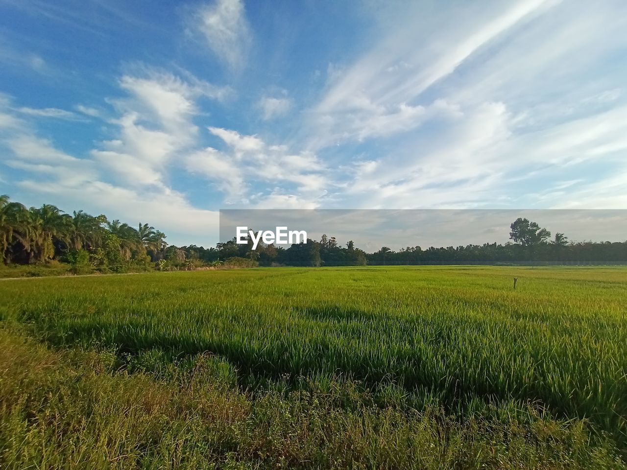 SCENIC VIEW OF FARM AGAINST SKY