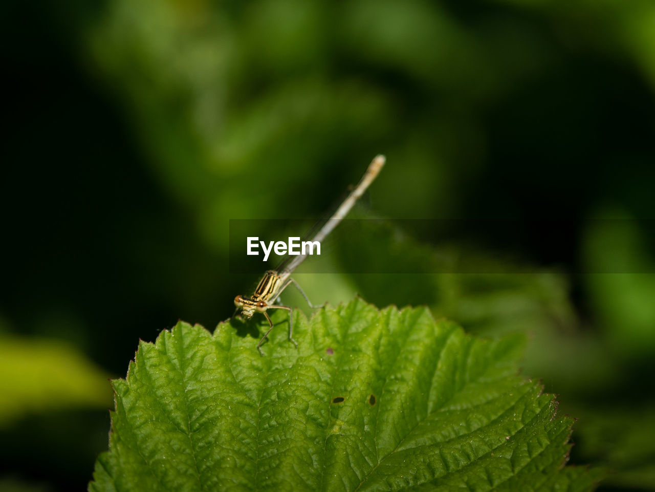 CLOSE-UP OF CATERPILLAR ON LEAF