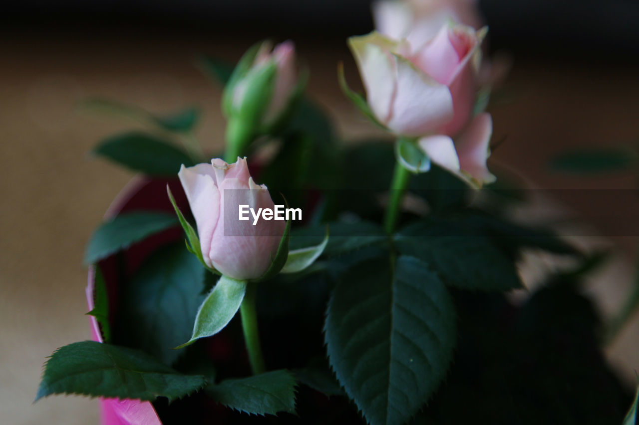 flower, flowering plant, plant, freshness, beauty in nature, leaf, plant part, close-up, petal, fragility, pink, flower head, nature, inflorescence, macro photography, rose, growth, green, no people, focus on foreground, outdoors, blossom