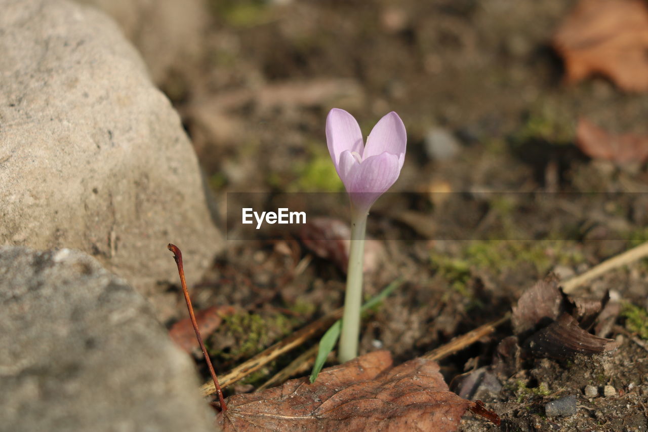 Close-up of purple crocus flowers on field
