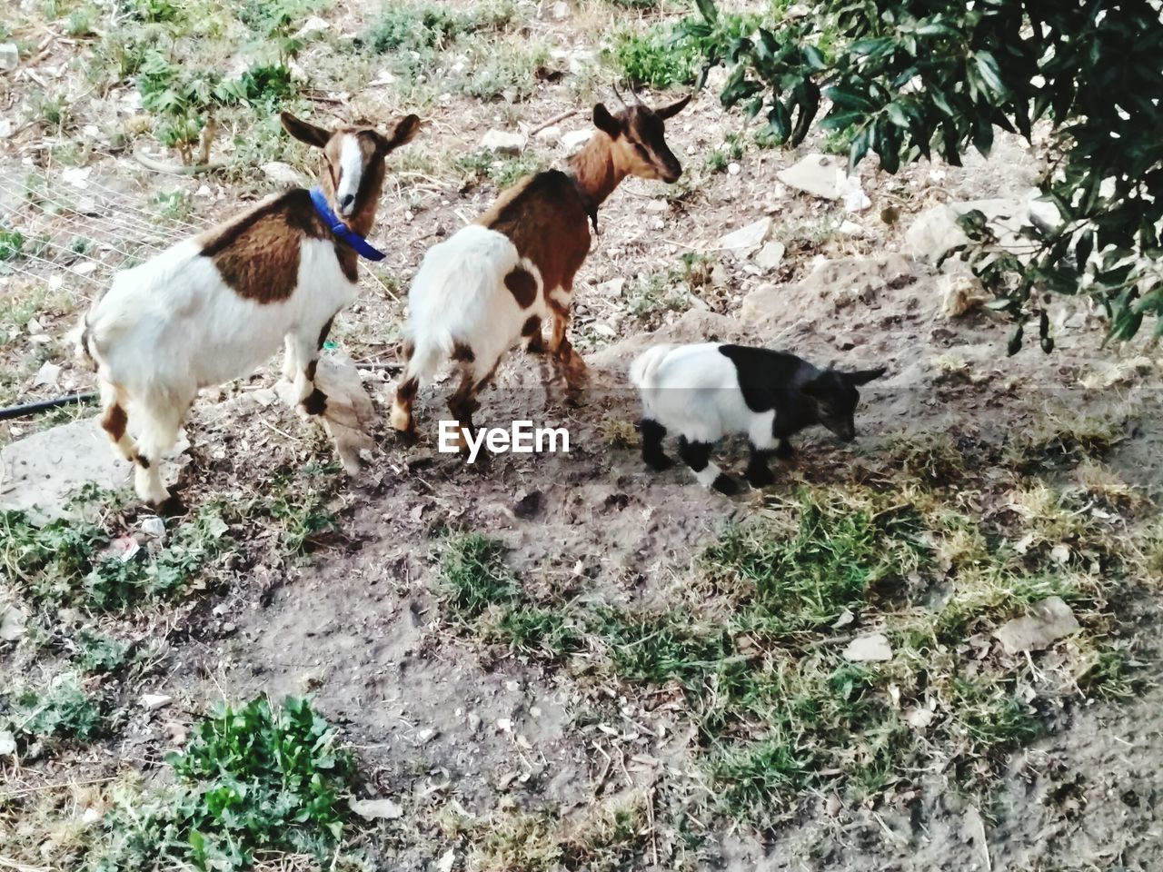 HORSES IN THE FIELD