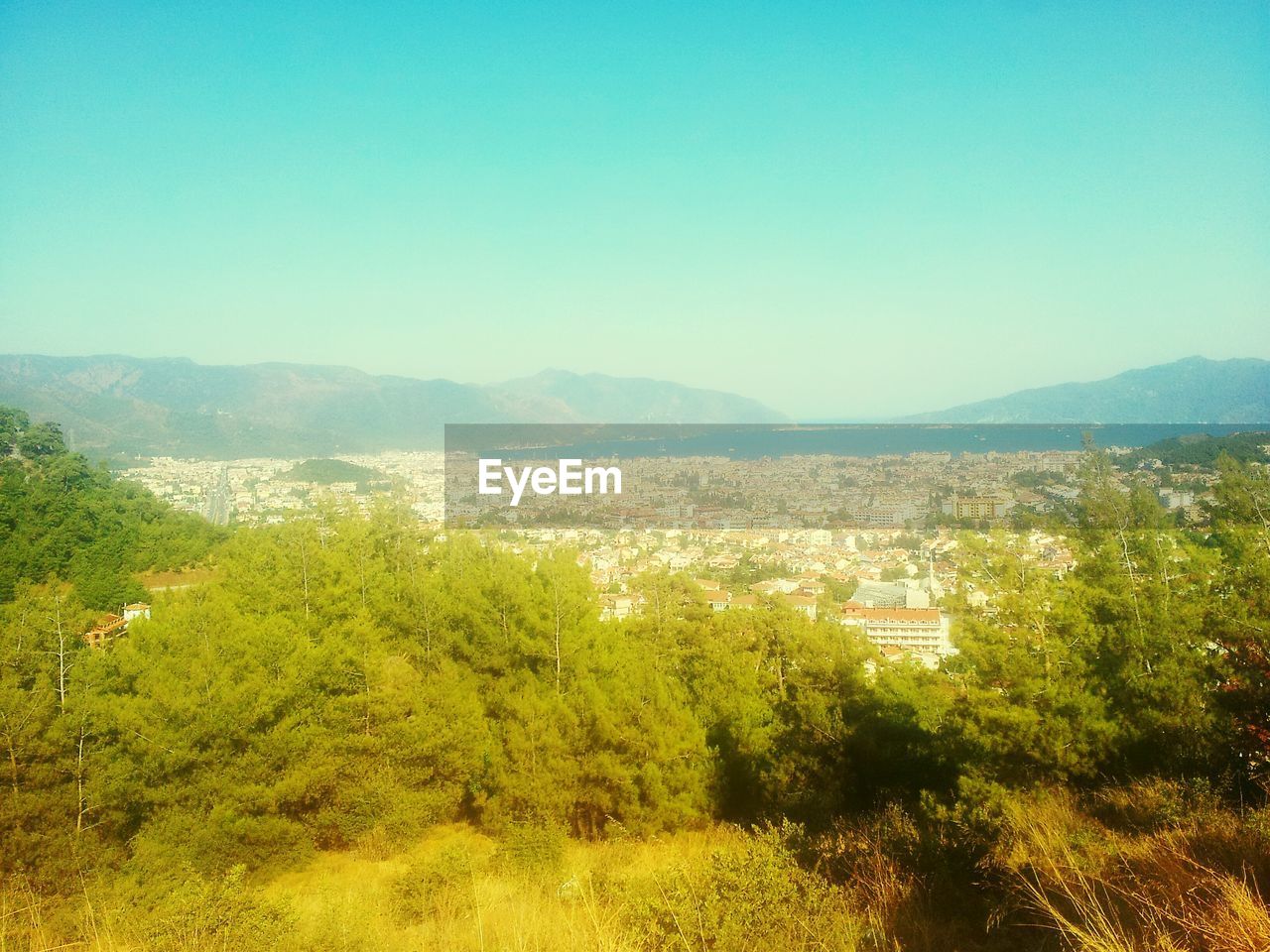 Trees in foreground of city