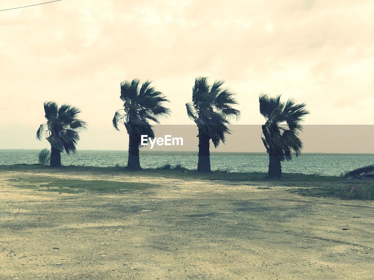 Palm trees on beach against sky