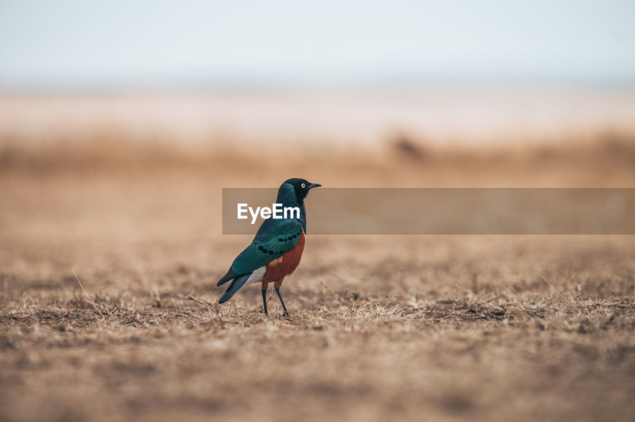 Side view of a bird on land