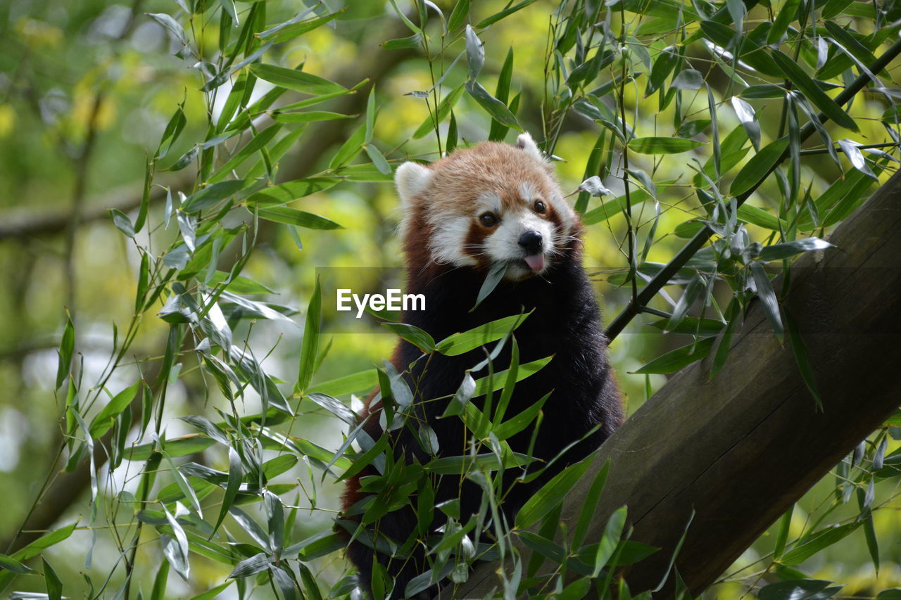 Red panda on branch