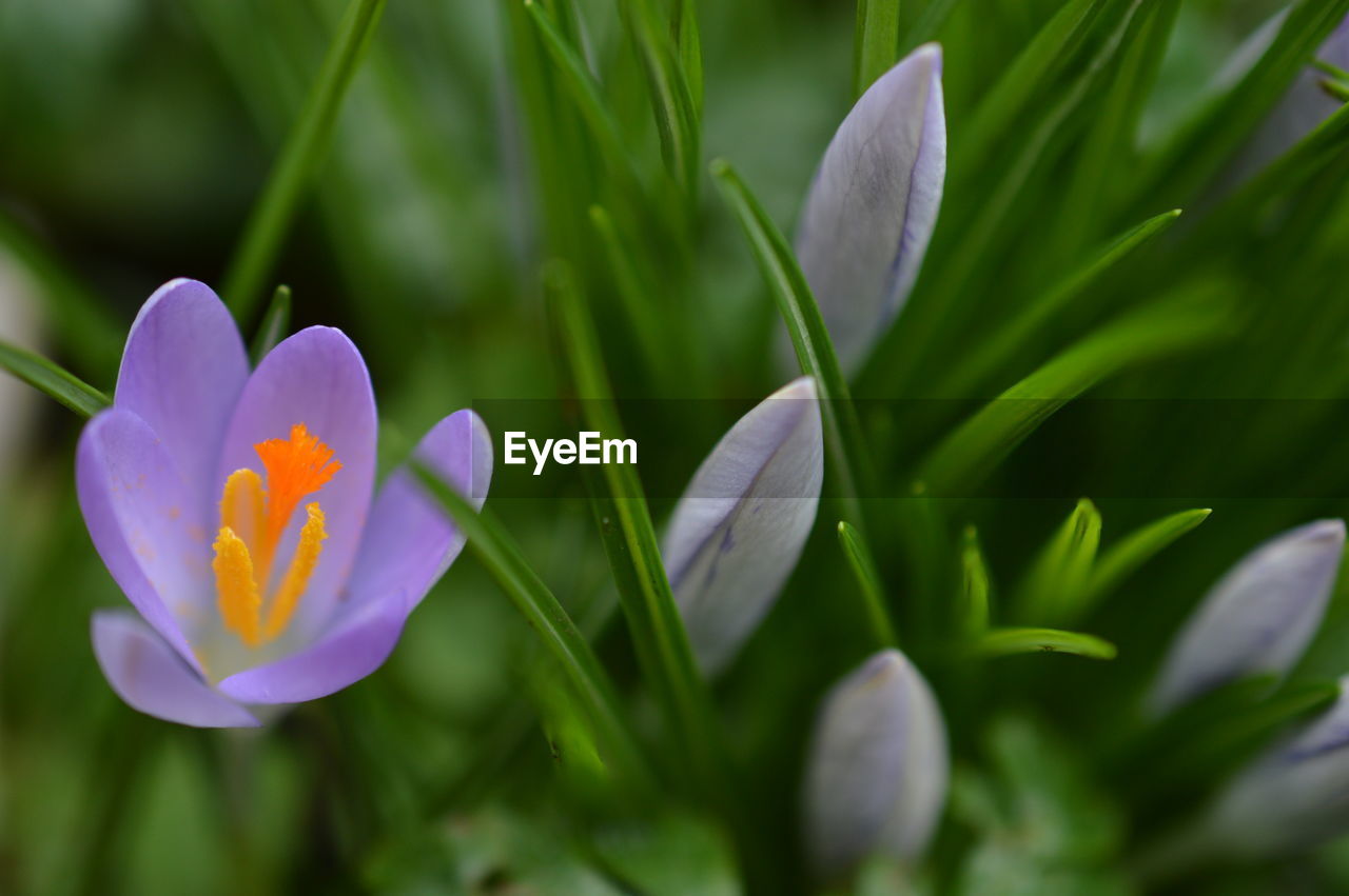 Close-up of purple crocus blooming on field