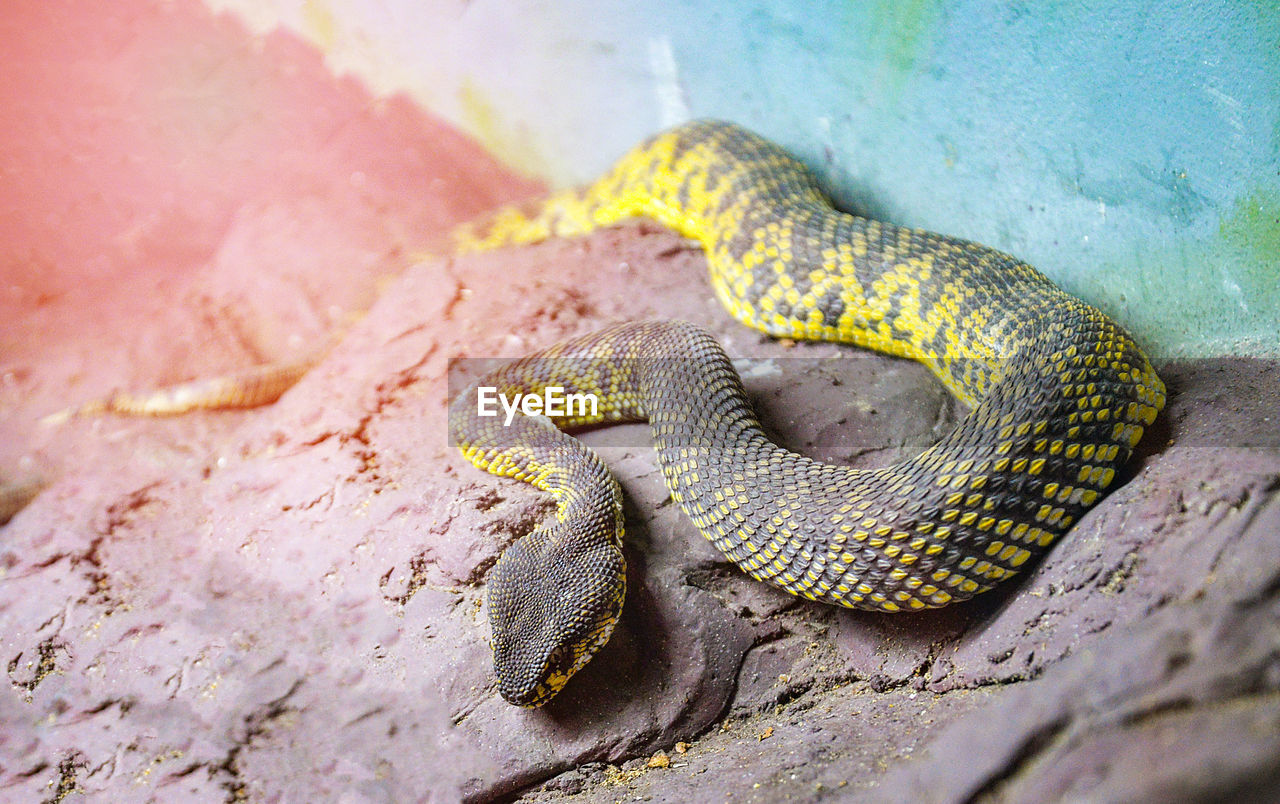 High angle view of snake on rock in zoo