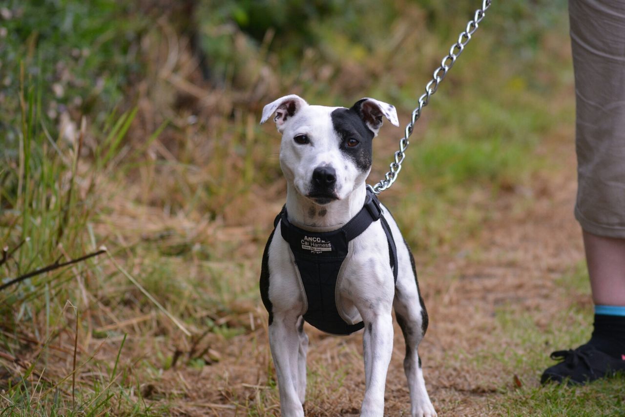 DOG STANDING ON GRASS