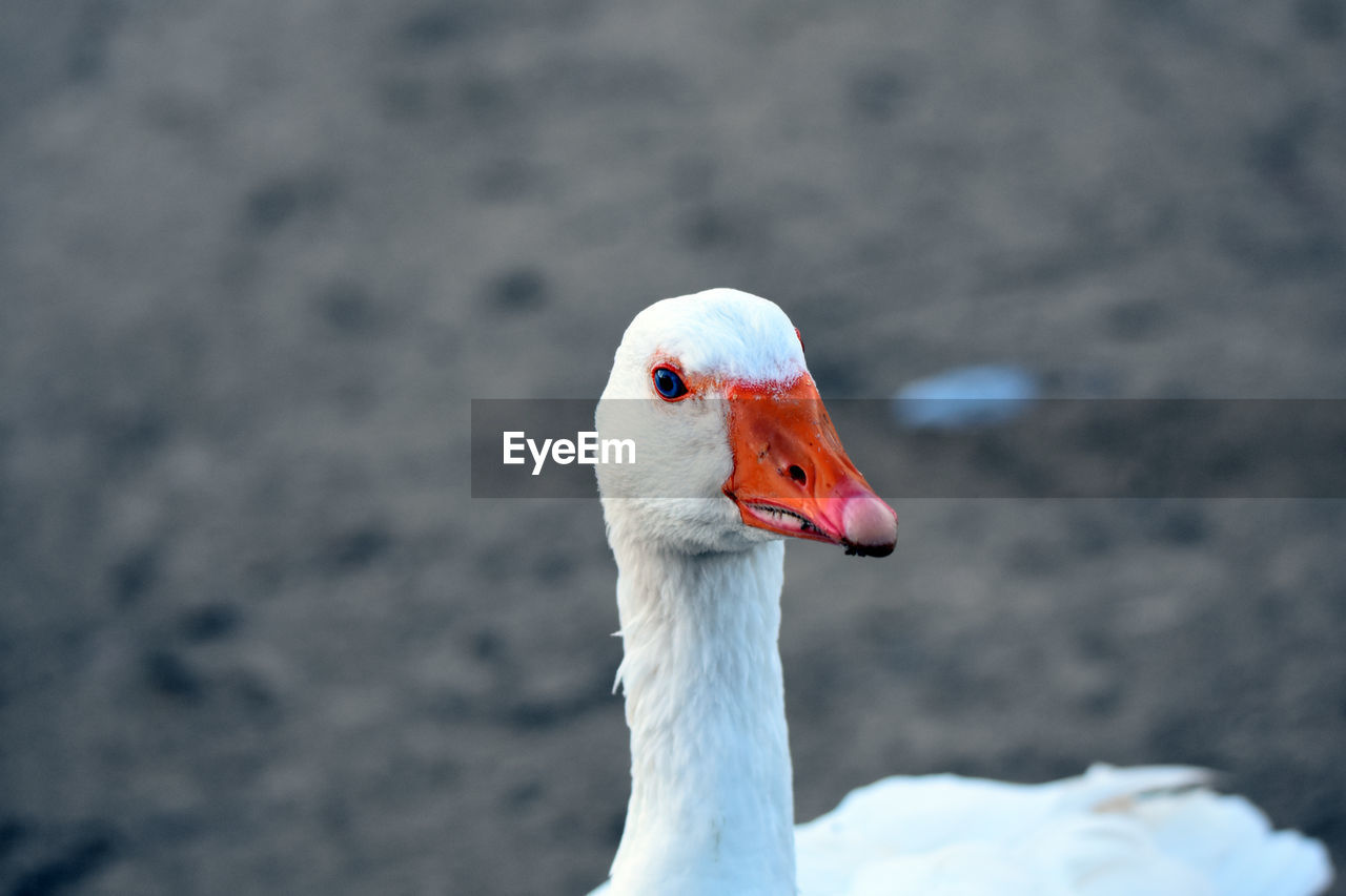 CLOSE-UP OF WHITE SWAN