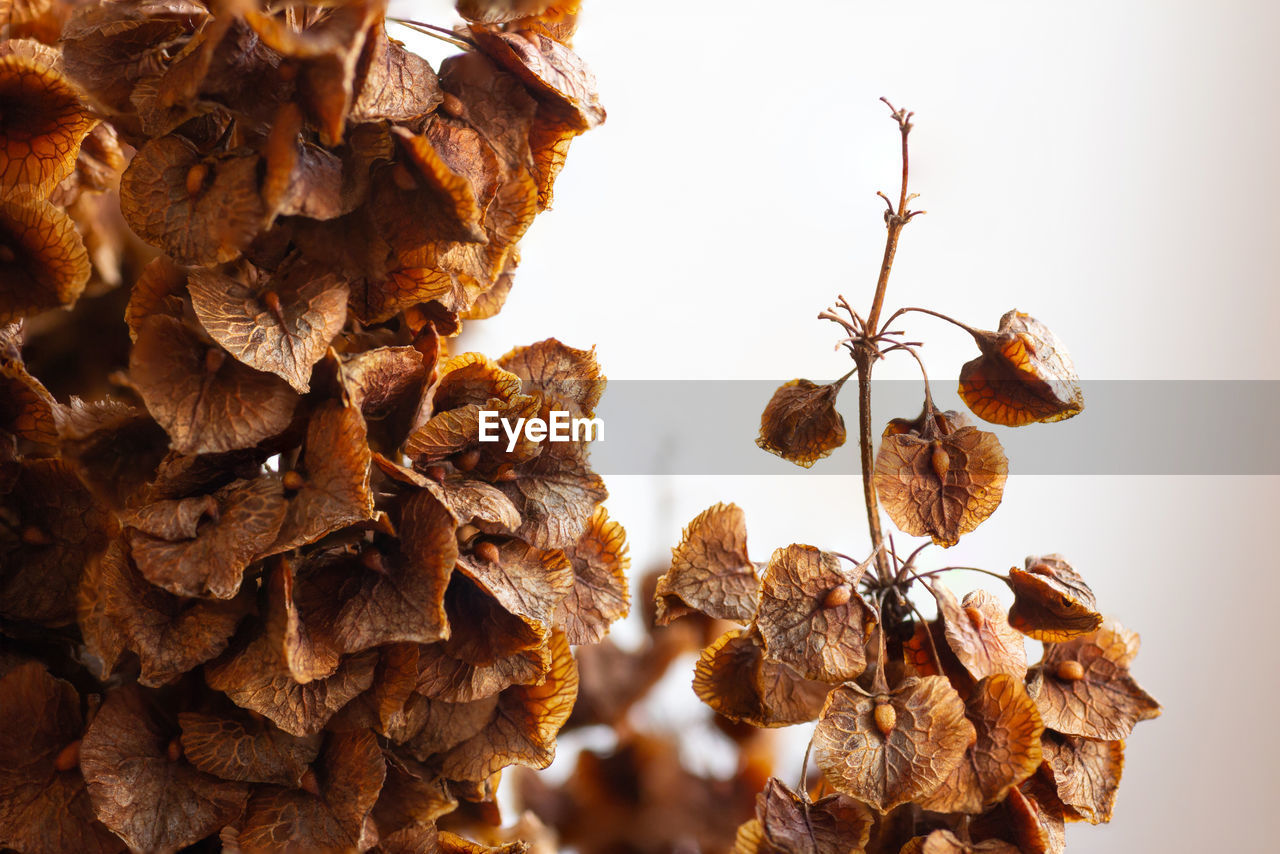 Rumex confertus willd, dried flowers and seeds