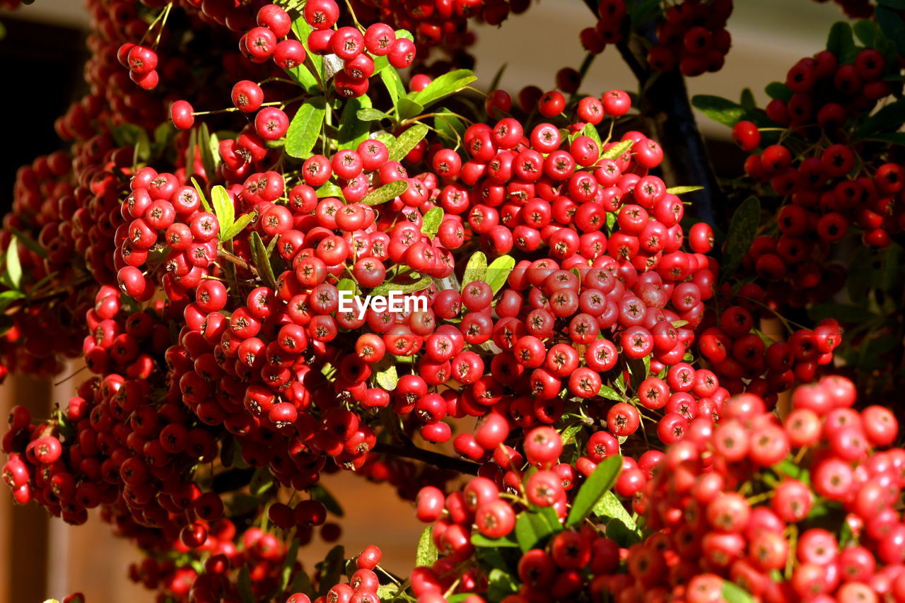 red, freshness, food and drink, plant, fruit, healthy eating, food, flower, nature, berry, abundance, no people, rowan, growth, beauty in nature, wellbeing, produce, close-up, shrub, tree, outdoors, day, bunch, large group of objects, plant part, leaf, ripe, flowering plant