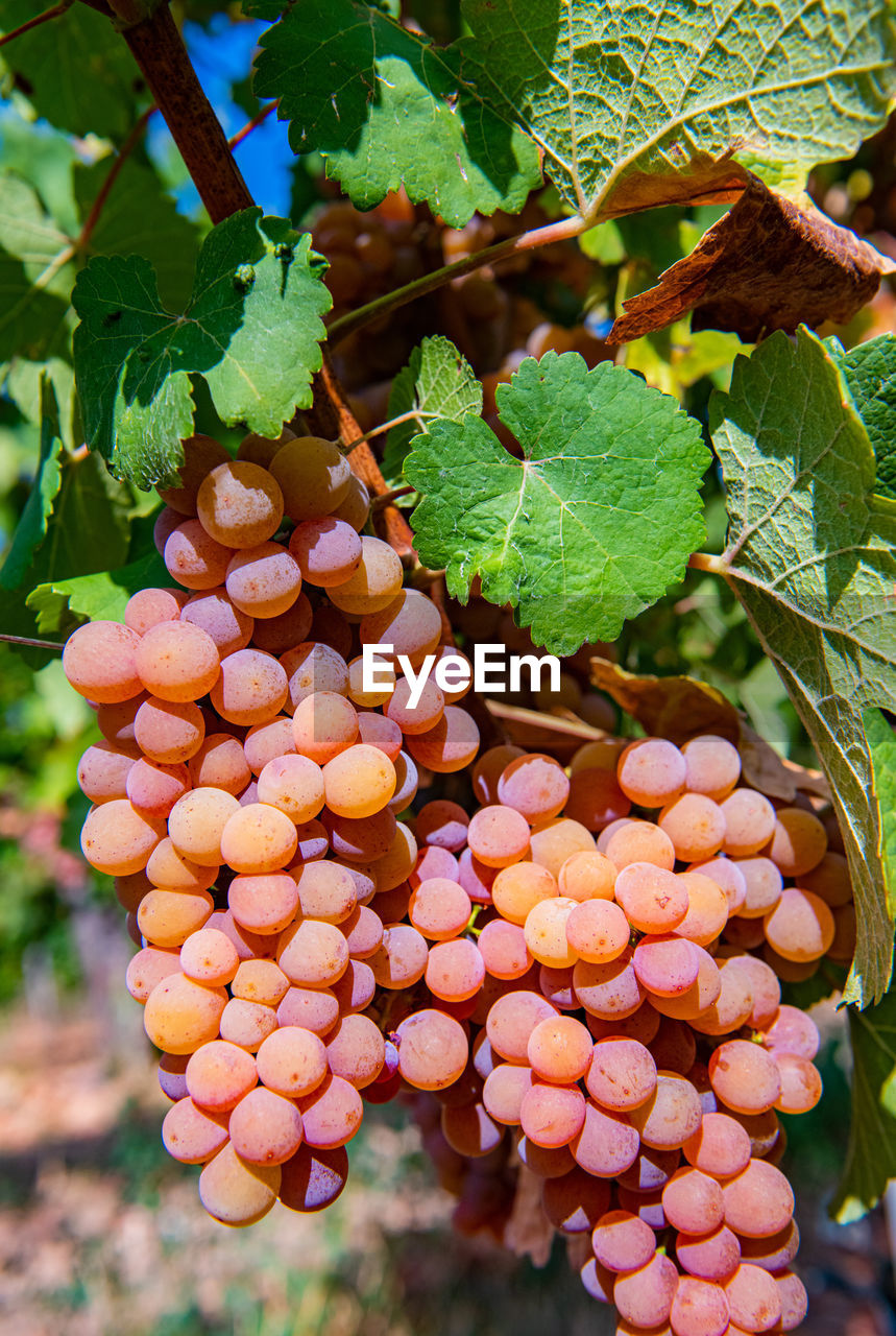 full frame shot of grapes