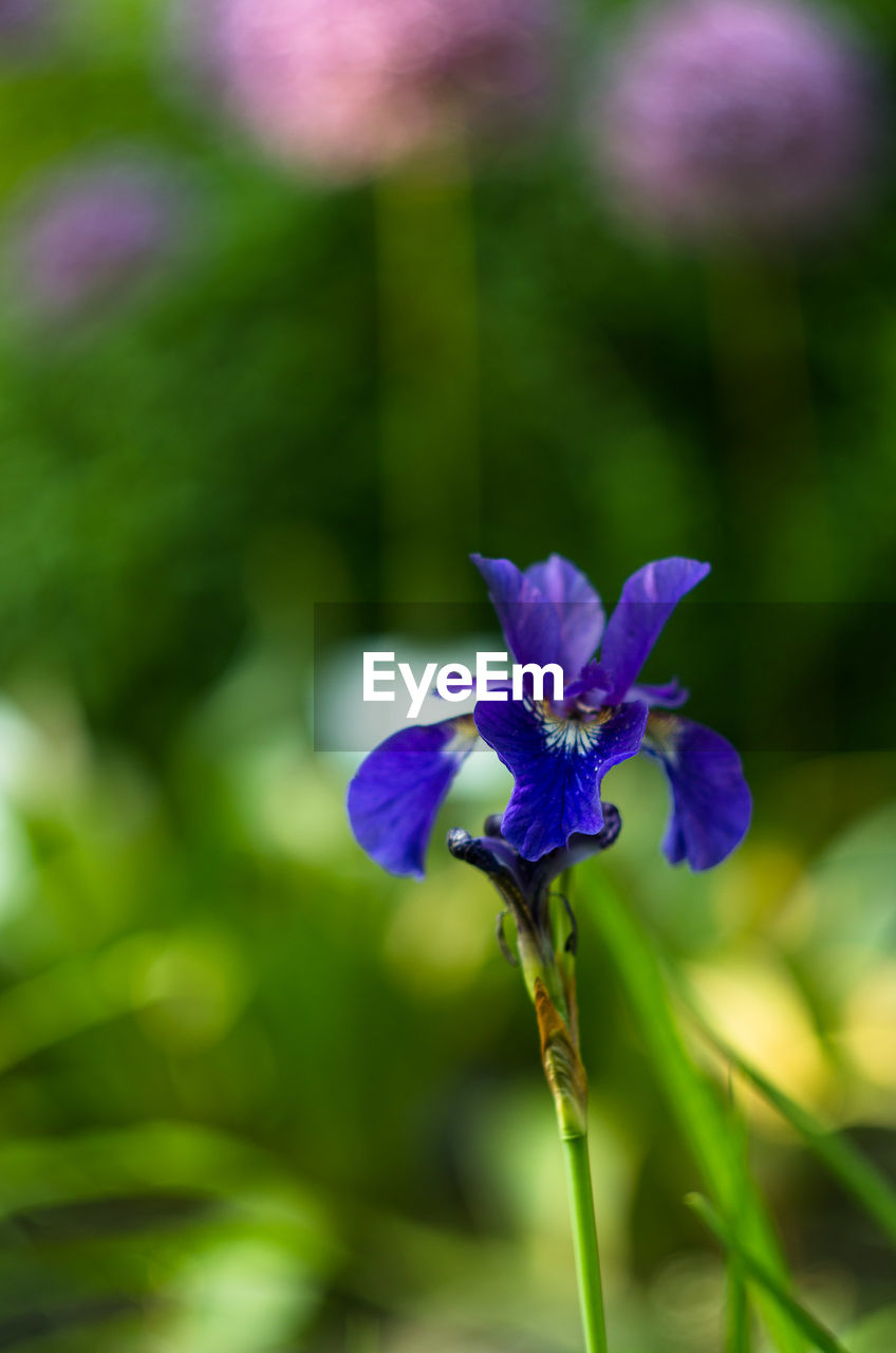 Close-up of purple flower blooming outdoors