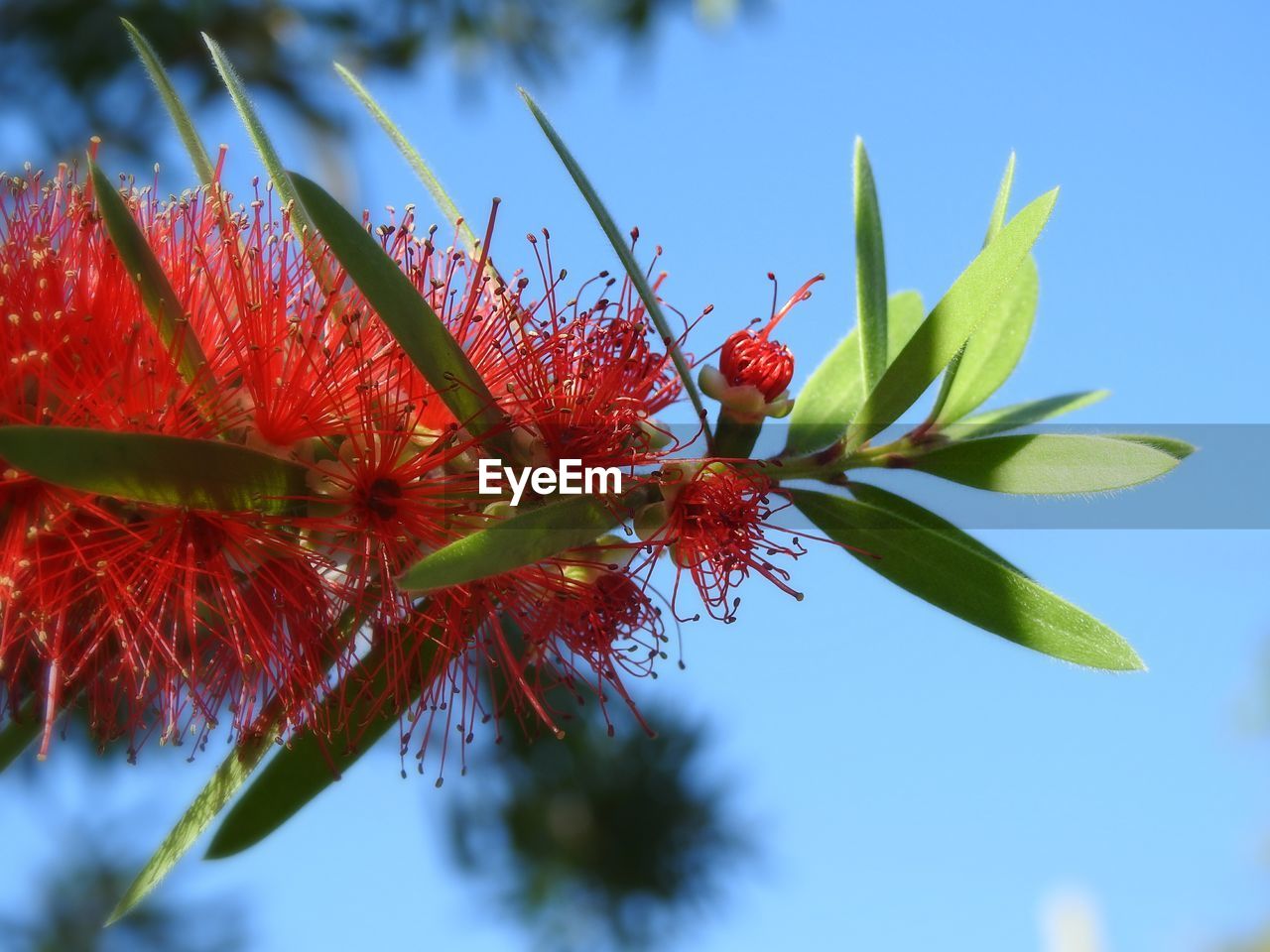 CLOSE-UP OF INSECT ON RED FLOWERS AGAINST SKY