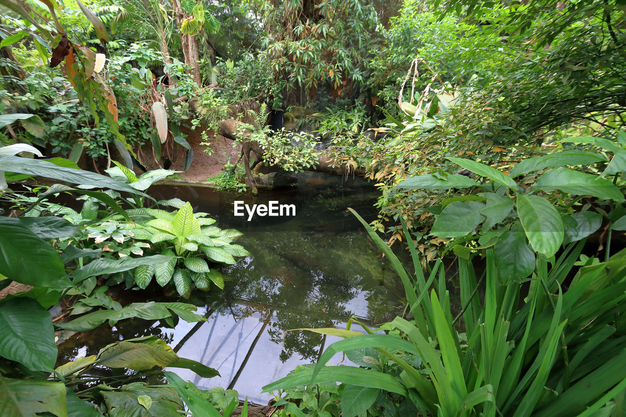 PLANTS BY LAKE IN FOREST