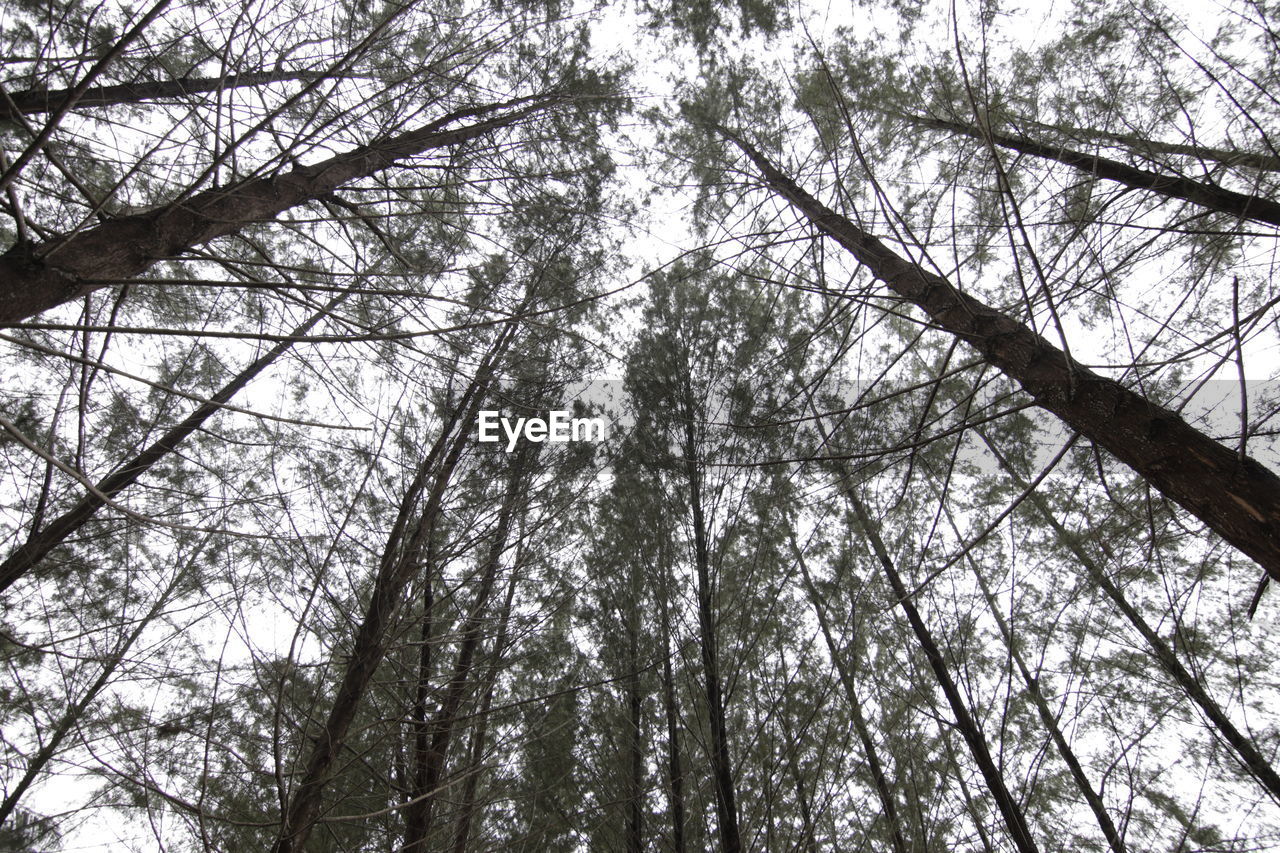 LOW ANGLE VIEW OF BAMBOO TREES IN FOREST