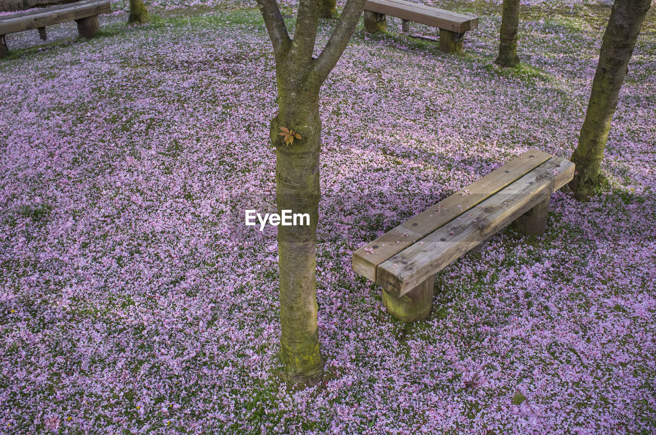 High angle view of empty wooden bench amidst trees at park