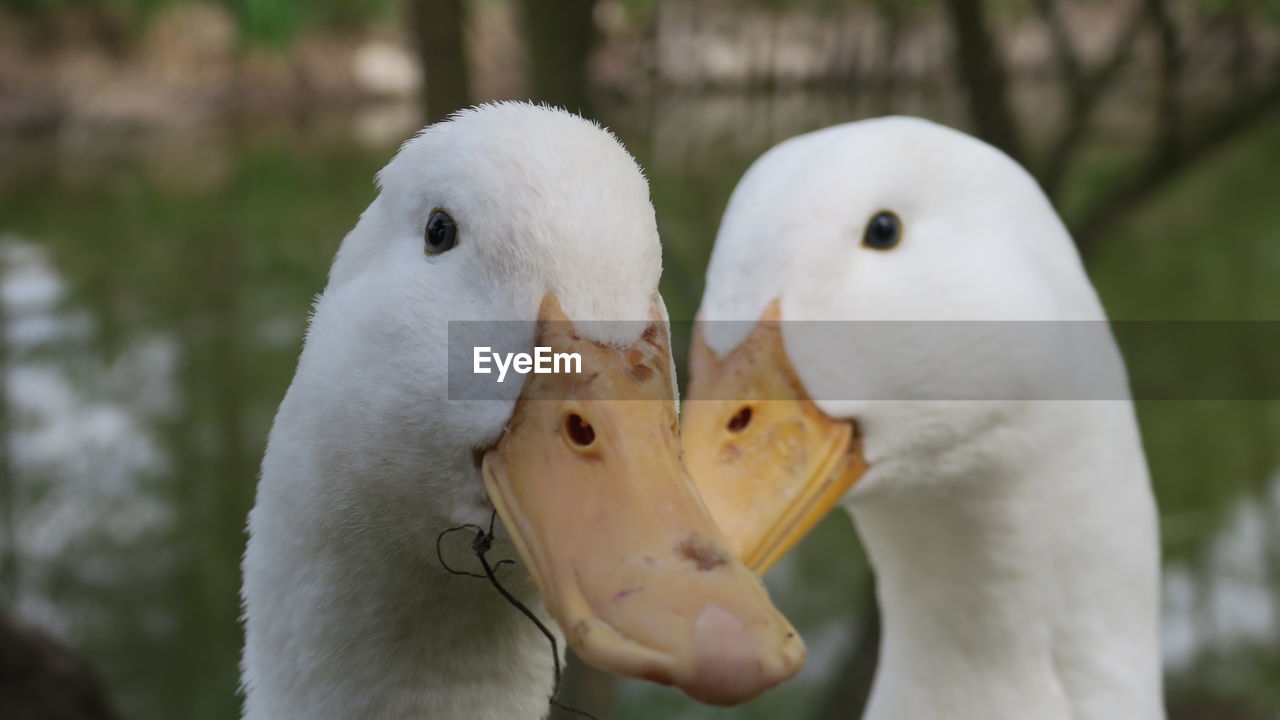 Close-up of ducks outdoors