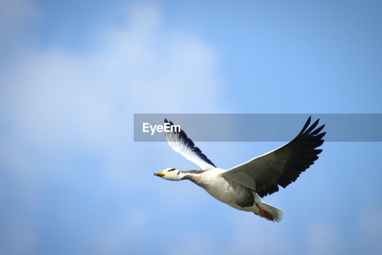 Bird flying against blue sky